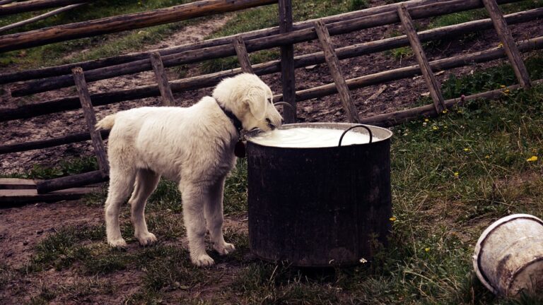 milk-1174048_960_720