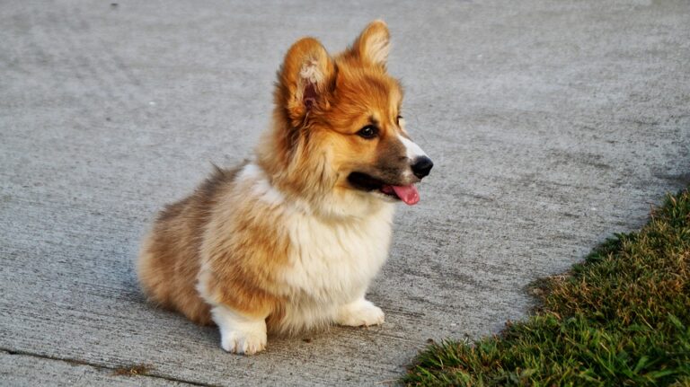 corgi-2168005_960_720