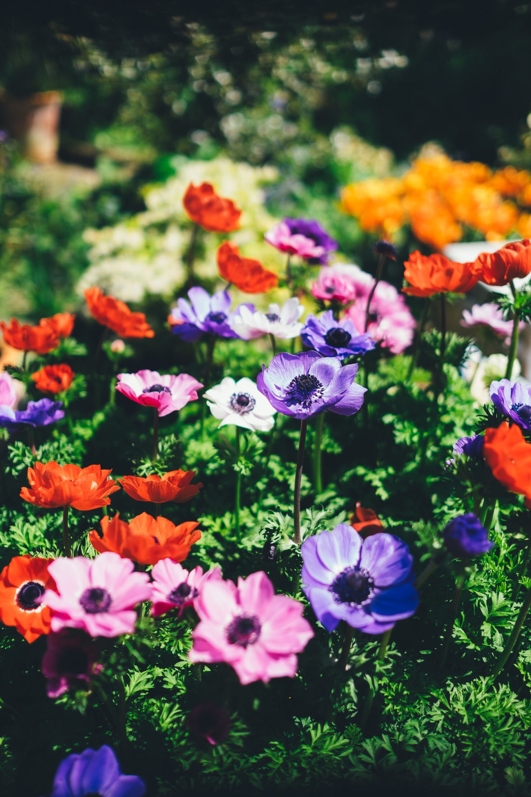 annie-spratt-VviNSpJuGj0-unsplash